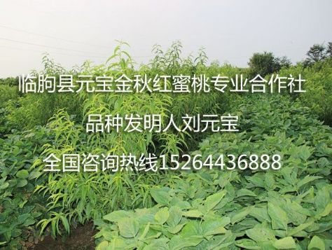 点击查看详细信息<br>标题：元宝金秋红蜜桃苗 阅读次数：1825