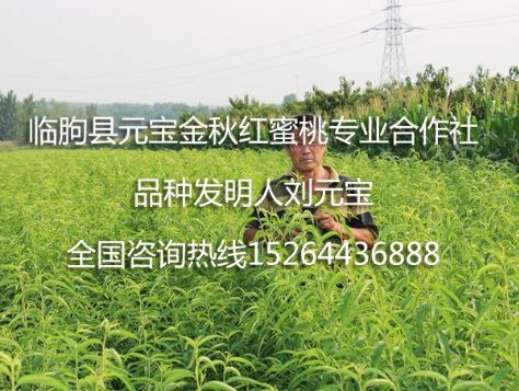 点击查看详细信息<br>标题：元宝金秋红蜜桃苗 阅读次数：1829