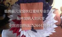 点击查看详细信息<br>标题：果袋 阅读次数：1297